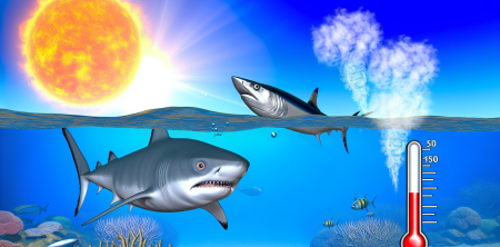 Under Pressure: The Thermal Stress Affecting Sharks and Tuna in a Warming Ocean