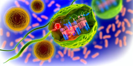 Unlocking Plant Cell Growth: The Role of PEX11 in Peroxisome Control